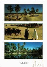 CPM AK TUNISIE Du cote de DOUZ (258430)