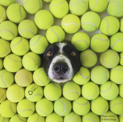 #ad 100 Used Tennis Balls LOW COST DOG BALLS $41.90