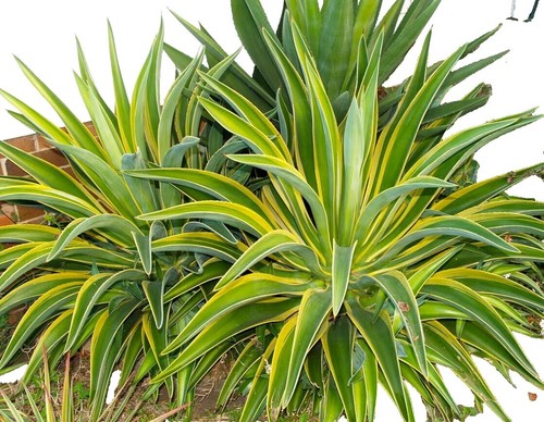 O*e様 Agave beast Agave 'Beast' Top Clone of Blue Titanota!! Giant Dark Merged