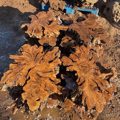 Olive Wood Live Edge Cookies for Resin, Crafting, Wood Art, Tables, Clocks