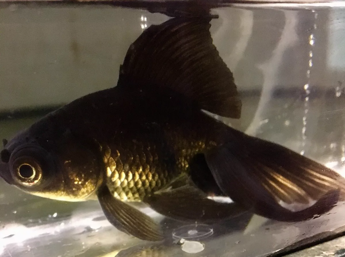 Fantail fish store black
