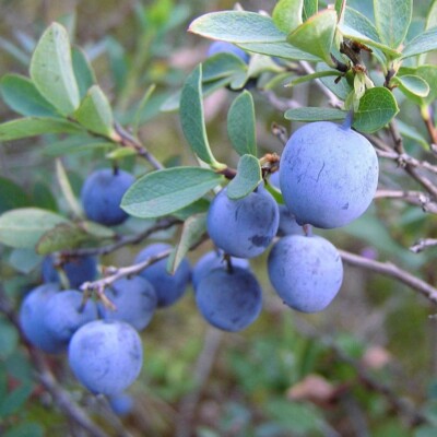 Rauschbeere - Moorbeere - Vaccinium uliginosum Bog Blueberry - 10+ Samen G 130