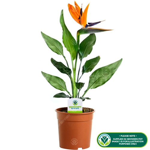 Strelitzia Indoor House Plant - Bird of Paradise Potted Tree In 12cm Pot - Picture 2 of 4