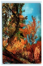 Vintage Autumn Trees Reflection Lithograph Postcard by Tichnor Bros