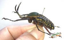 Mecynorhina Harrisi Peregrina Large Horned Beetle SET x1 A1- Entomology*NICE* D1