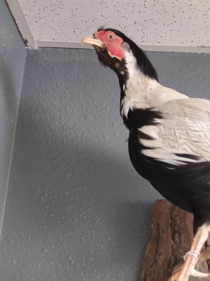 Montaje colgante faisán plateado Foto 2 de 4