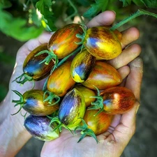 100  Brad's Atomic Grape Tomato Seeds - Unique Rare Sweet Heirloom Variety