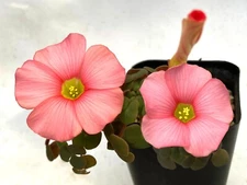 SUCCULENT BULB SEED--Oxalis convexula--30 Bulbils!