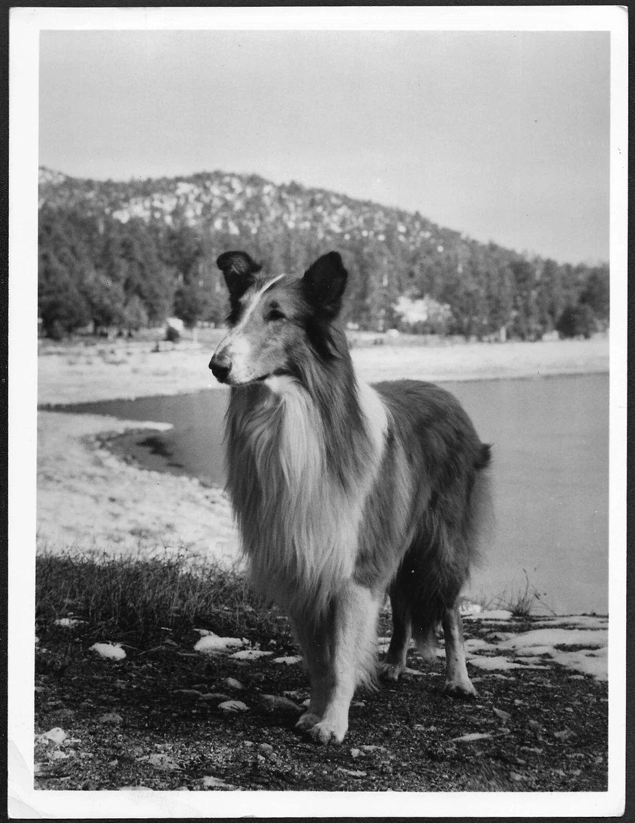 The original lassie sales
