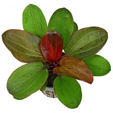 Amazon Sword Echinodorus Red Pearl In 2" Pot