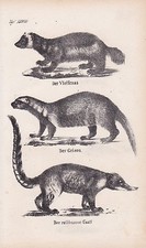Vielfra&szlig; Gulo gulo Grisons Galictis Nasenb&auml;r Nasua LITHOGRAPHIE von 1831