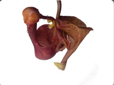 Coryanthes Alex Portilla (speciosa x bergoldii) Fragrant Pendulous Orchid 4” Pot