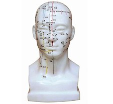 Head Acupuncture Model 20 Cm
