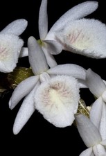 Fragrant species from Asia - Dendrobium polyanthum