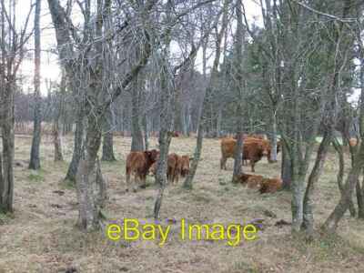 Foto 6x4 Rinder, Old England Wood Murthly Cattle überwintert in was ist ne c2013