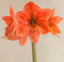 "RILONA AMARYLLIS" Spectacular Orange Flowers,Jumbo Bulb, Please Check our Store
