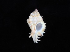 Muschel Chicomurex Superbus 47,2mm ID#9114