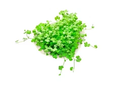 BUY 2 GET 1 FREE Dwarf PennyWort Japan (Hydrocotyle Tripartita) On Mat
