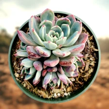 Echeveria Nanahukumini Succulent Depot