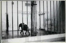 1979 Press Photo Tiny Elelphant in the Pachyderm House in Ohio Zoo - cvb11669