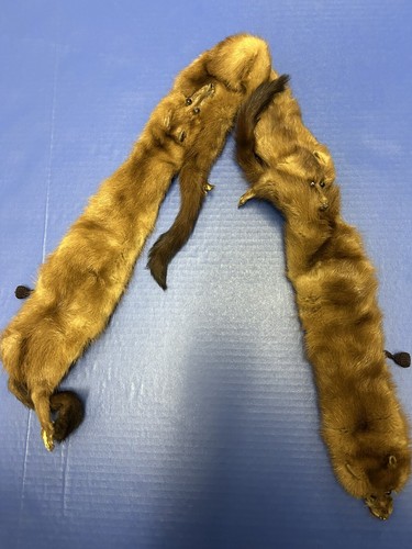MINK FUR Luxury WRAP STOLE 3 Full Body Pelts Heads Tails Feet