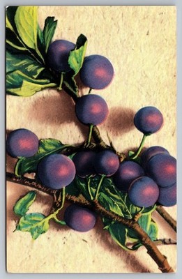 Beach Plums. Cape Cod, Mass Postcard