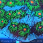 Corals of Eden ~ WYSIWYG Live Coral Frag ~ Avatar Chalice Coral LPS SPS Soft — photo 5