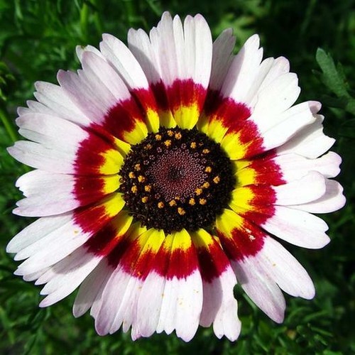 Painted Daisy MIXED Colors Pollinators Butterflies Perennial Non-GMO 200 Seeds! - Picture 4 of 11