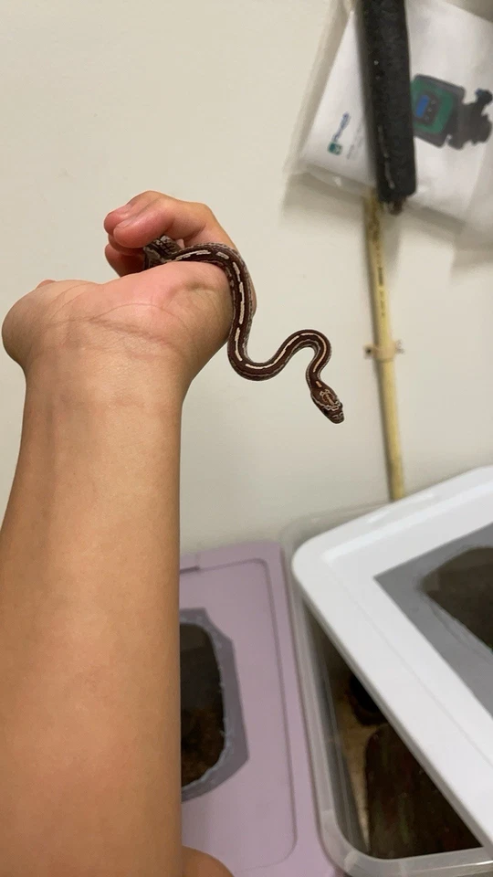 Serpiente de maíz Foto 2 de 3