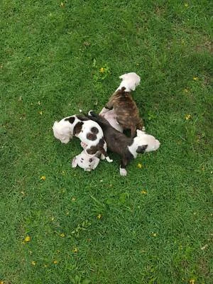 American Bulldog In Brisbane Region Qld Dogs Puppies Gumtree Australia Free Local Classifieds