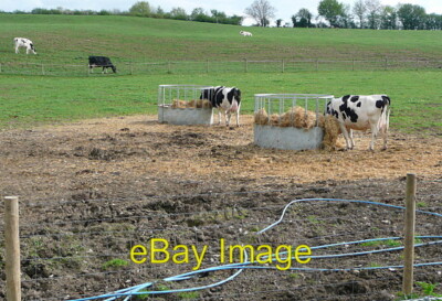 Foto 6x4 Weide auf Downs Farm Könige würdig einige der Rinder sind draußen o c2011