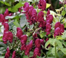 ACONITUM hemsleyanum 'Red Wine'-12 seeds/HP