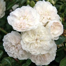 Rose Sea Foam In A 1 Litre Pot- Gorgeous off white   , FREE DELIVERY