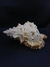 Big Bursa bubo frog sea shell. 9" collector decor beach #14770