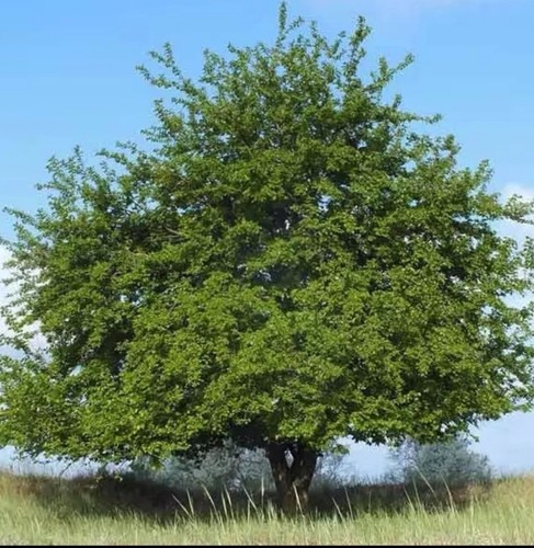 White Mulberry Tree #35 , 17” 1.5 Year Old,