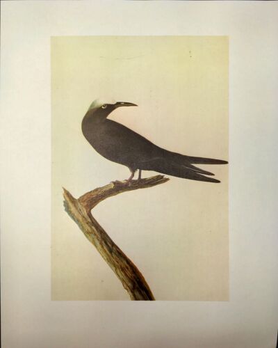 John James Audubon Birds NODDY TERNl piatto libro d'arte vintage 232 - Foto 3 di 3