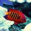 flameangelfish