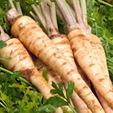 HAMBURG PARSLEY SEEDS 1000+ ROOTED vegetable GARDEN plants Petroselinum crispum 