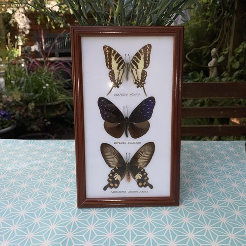 Framed Real Butterfly Display Taxidermy Graphium Euploea Pachliopta Nat History