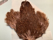 HEN NECK, A BEAUTY