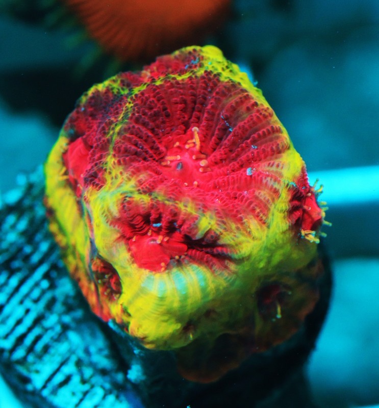 Amazing Watermelon Favia Frag Zoanthids Zoa Paly SPS LPS Corals, WYSIWYG