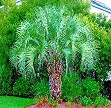 10 Jelly Pindo Palm Tree Seeds (Butia capitata) Cold Hardy Tropical Fruit Plant