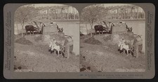 Egypt 1900s Egyptian Sakieh Ox-Driven Bucket Pump Irrigation Stereoview