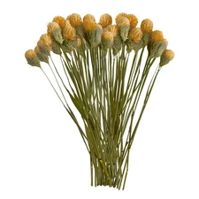 Bergamo Art Bundle of 4 Dried Gomphrena Globosa 22-24" long in Orange