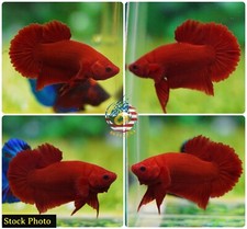 Live Betta Fish High Quality Halfmoon Plakat HMPK Super Red Chili- USA Seller