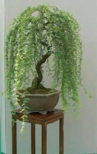 Bonsai Green Weeping Willow Tree Cutting - Thick Trunk Start, Dwarf Bonsai Mater