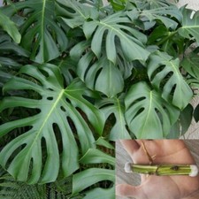 4Pcs Monstera Deliciosa Mosspole Swiss Cheese Plant Rooted Fresh Nodes Monstera
