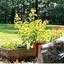 parkers_creek_pickers