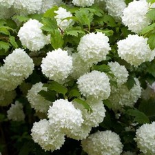 Viburnum opulus Roseum Snowball Tree - Beautiful Garden Shrub 