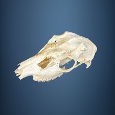 566SKU Crane de daim, bois de cerf, massacre, trophée, Diametre 30mm 